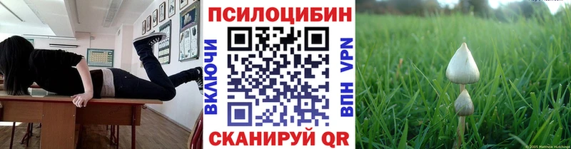 где найти   Аткарск  Псилоцибиновые грибы Psilocybe 